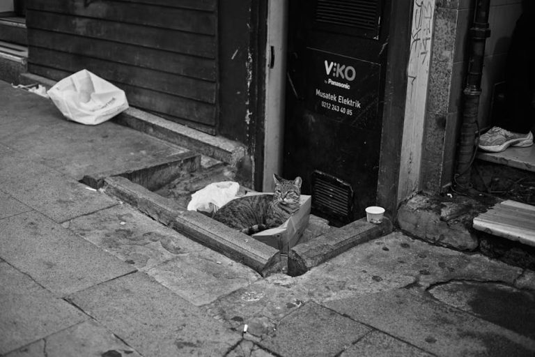 pexels-photo-33918339